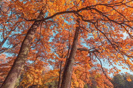 Oak tree branches at autumn morning time.の写真素材