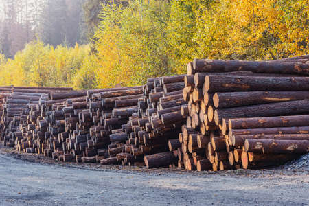 Road in the forest by the raw wooden lumber at sunset time.