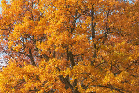 Colorful oak leaves on the forest edge.