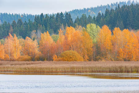 Autumn forest by the lake. Republic of Karelia. Russia.の写真素材