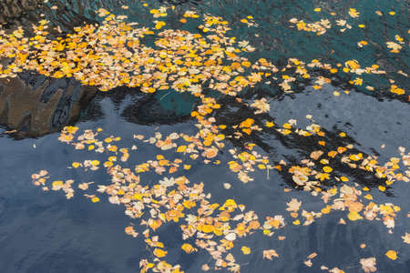 Autumn colorful leaves on the river surface.の写真素材