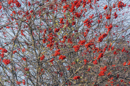 Rowan berry on the tree branches at autumn time.の写真素材