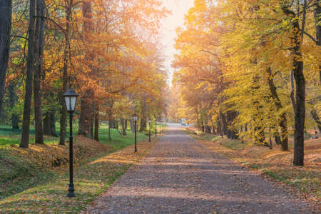 Straight road in the city patk at autumn evening.の写真素材