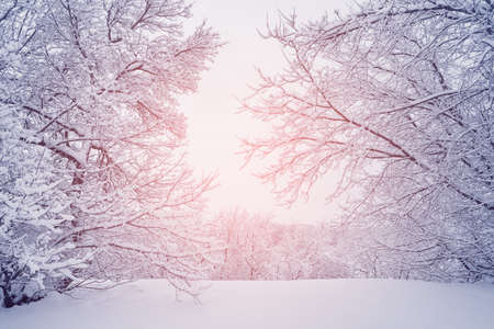 Trees under the snow in the winter city park at sunrise.の写真素材