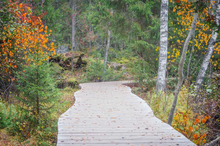 Wooden path in the forest at autumn evening.の写真素材