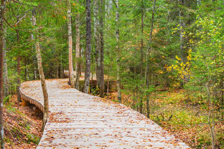 Wooden path in the forest at autumn evening.の写真素材