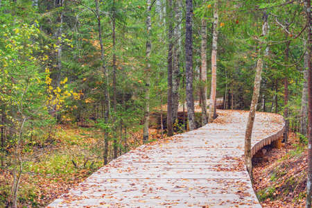 Wooden path in the forest at autumn evening.の写真素材