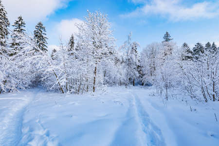 Trees under the snow in the winter forest.の写真素材