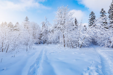 Trees under the snow in the winter forest.の写真素材