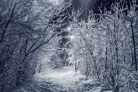 Trees under the snow in the night winter city park.