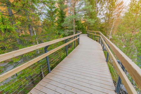 Wooden path in the forest at autumn evening.の写真素材