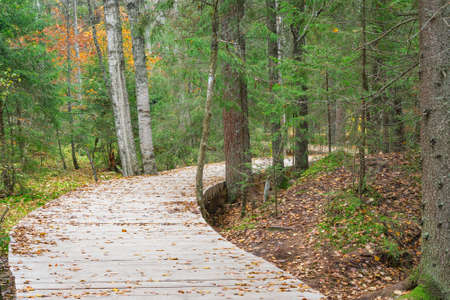 Wooden path in the forest at autumn evening. Karelia. Russia.の写真素材