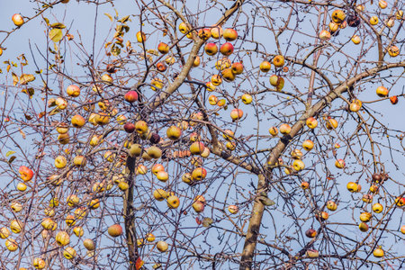 Ripe and rotten apples on the tree branches in the autumn garden.の写真素材