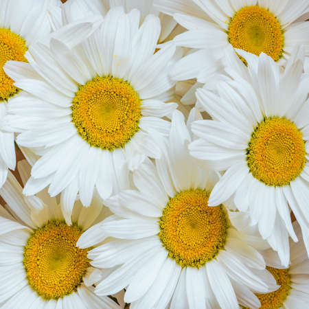 Bouquet of seven beautiful white daisy flowers.の写真素材