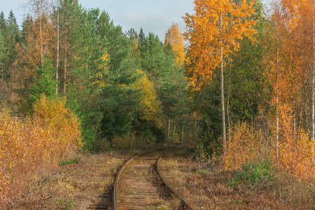 Railway line to the forest at autumn day time.の写真素材