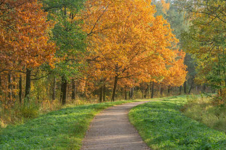 Path in the city park at autumn morning time.の写真素材