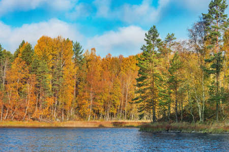 Autumn forest by the edge of Lake Ladoga. Republic of Karelia. Russia.の写真素材