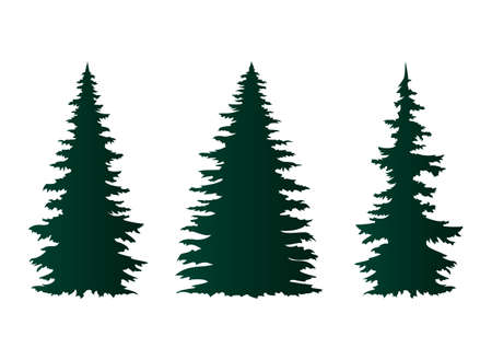 Spruce trees isolated on white. Vector illustration.のイラスト素材