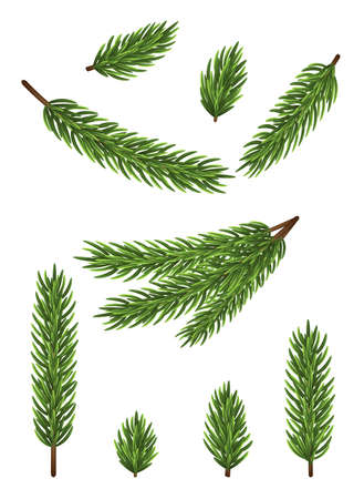 Fir tree branches on white background. Christmas vector illustration.のイラスト素材