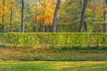 View of the city park at autumn morning time.の写真素材