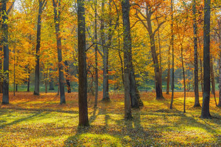 View of the city park at autumn morning time. Peterhof.の写真素材