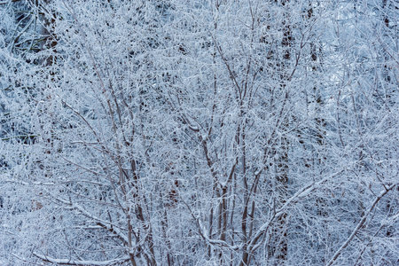 Winter tree branches in the winter forest.の写真素材