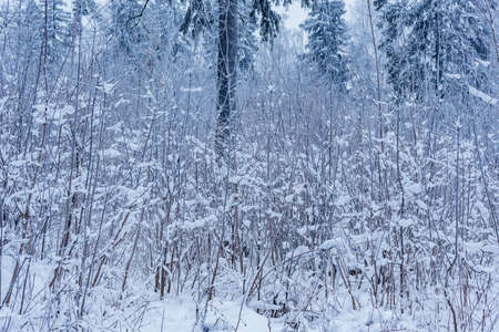 Winter forest view at morning time.の写真素材