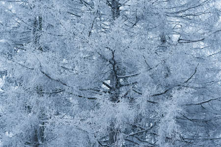 Winter tree branches in the winter forest.の写真素材