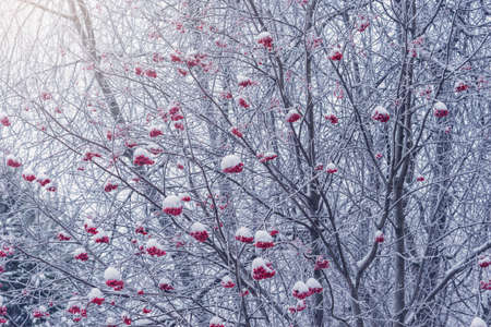 Rowan berry tree under the snow at winter day time.