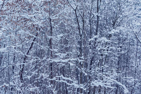 Winter tree branches.の写真素材