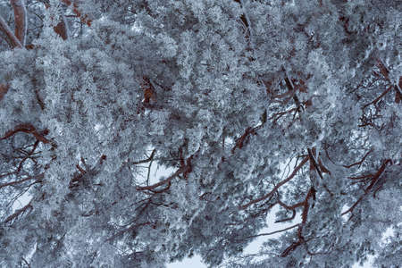 Winter pine tree branches in the winter forest.の写真素材