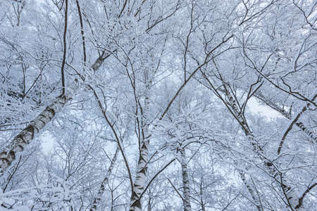 Birch tree branches in the winter forest.の写真素材