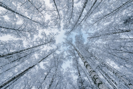 Birch tree branches in the winter forest.の写真素材