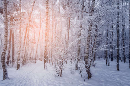 Birch tree grove at winter sunset time.の写真素材