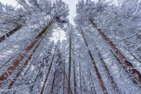 Spruce tree branches in the winter forest.の写真素材