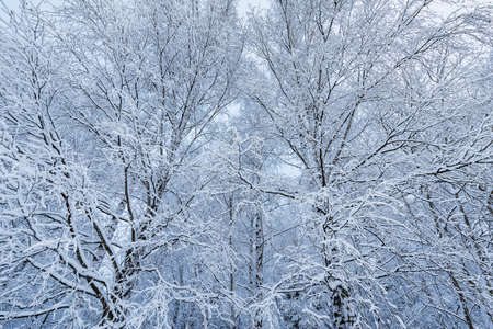 Birch tree branches in the winter forest.の写真素材