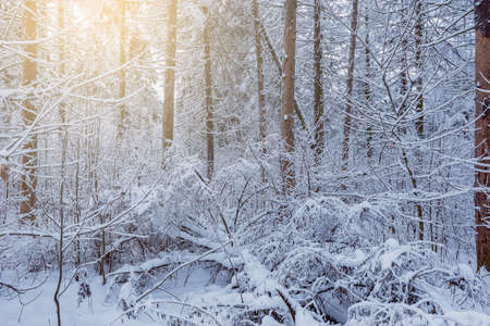 Winter forest view at early morning time.の写真素材