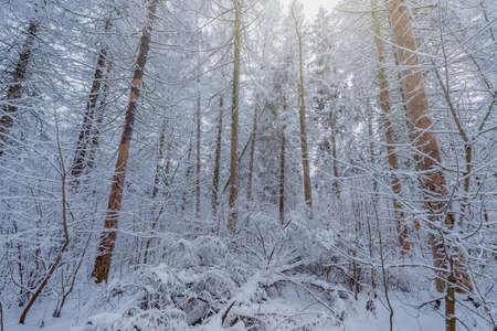 Winter forest view at early morning time.の写真素材