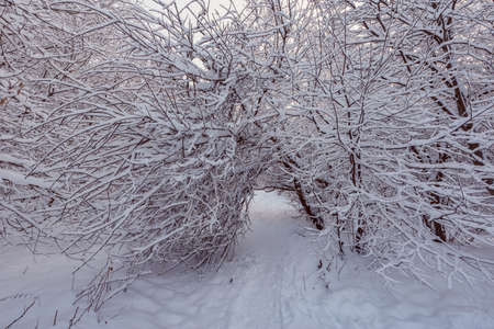 Walkway in the winter forest at early morning time.の写真素材