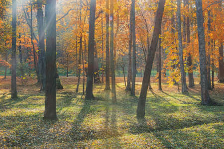 View of the city park at autumn morning time. Peterhof.の写真素材