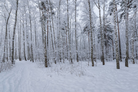 Birch tree grove at winter day time.の写真素材