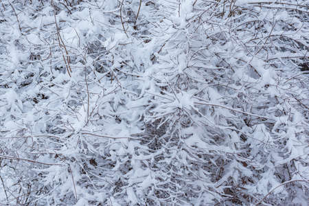 Winter tree branches in the winter forest.の写真素材