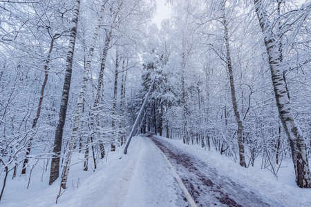 Footpath in the city park at winter evening time.の写真素材