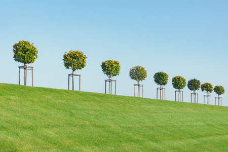 Trees on the hill of parks tree nursery.の写真素材