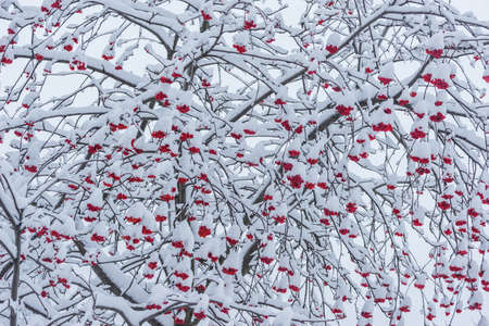 Rowan berry tree under the snow at winter day time.の写真素材