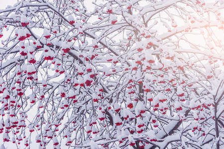 Rowan berry tree under the snow at winter day time.の写真素材