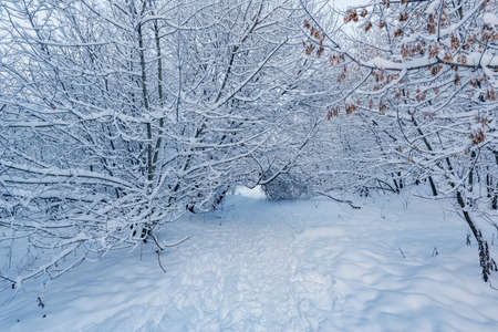 Winter forest view at early morning time.の写真素材