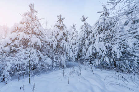 Winter forest view at early morning time.の写真素材