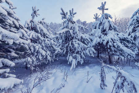 Winter forest view at early morning time.の写真素材