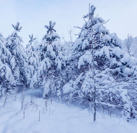Winter forest view at early morning time.の写真素材